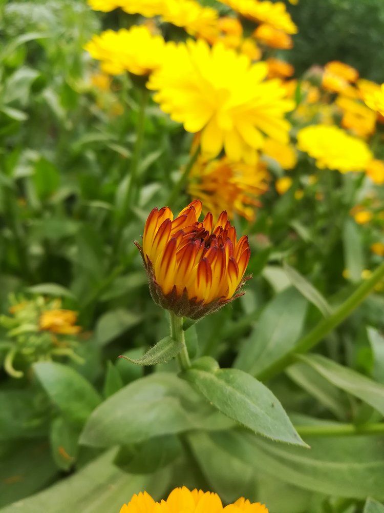 Nature's beauty