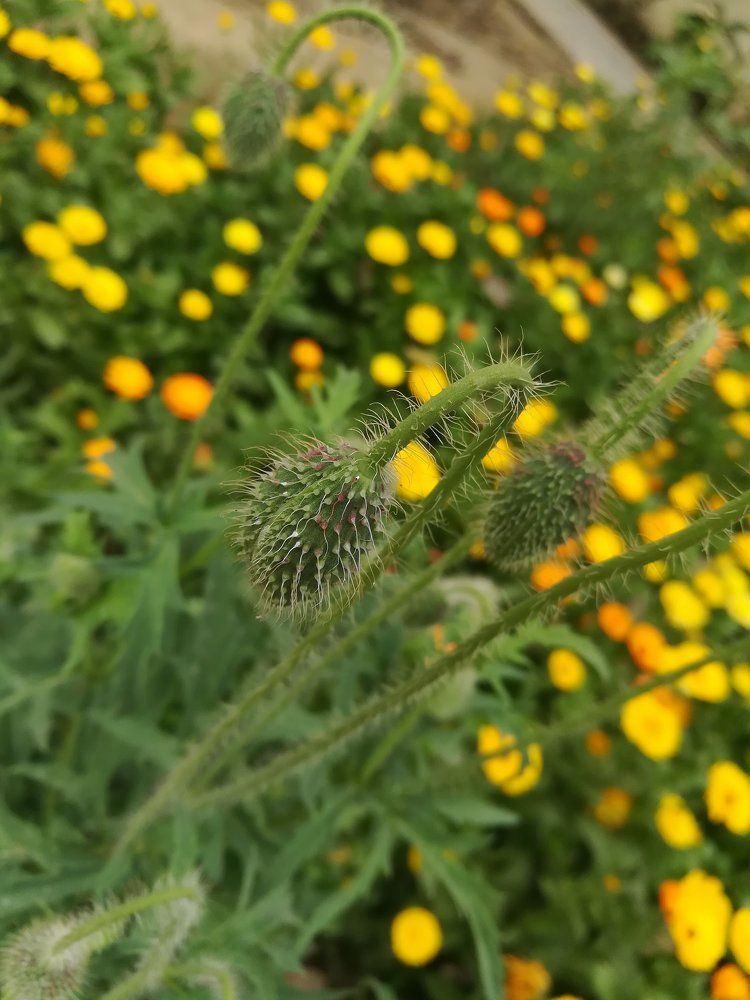 Nature's beauty