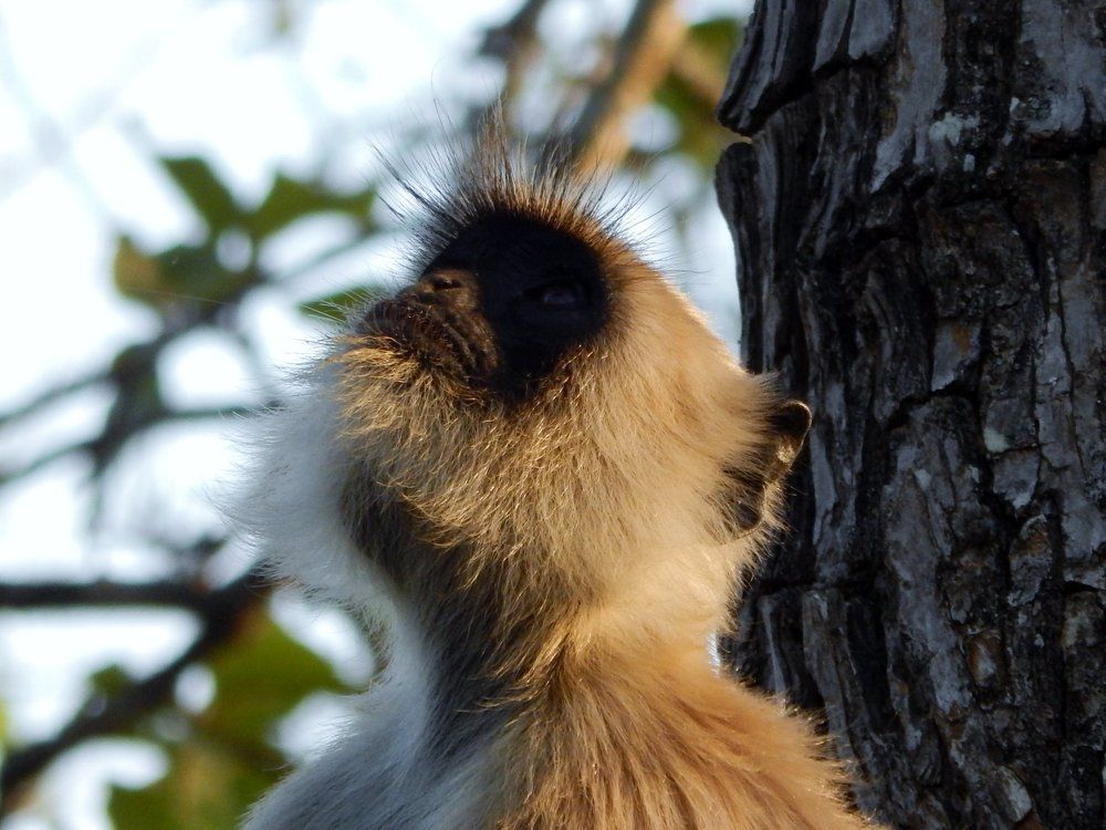 Confused langur monkey