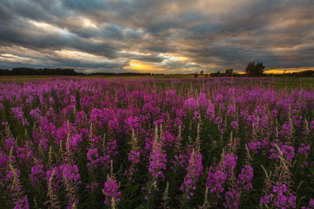 Уральская лаванда