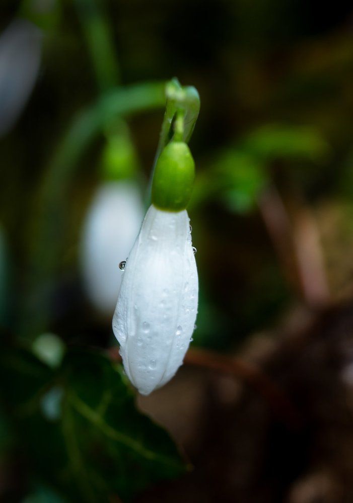 Капелька дождя