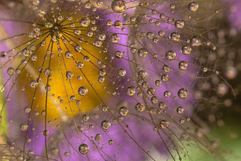 Утренняя роса