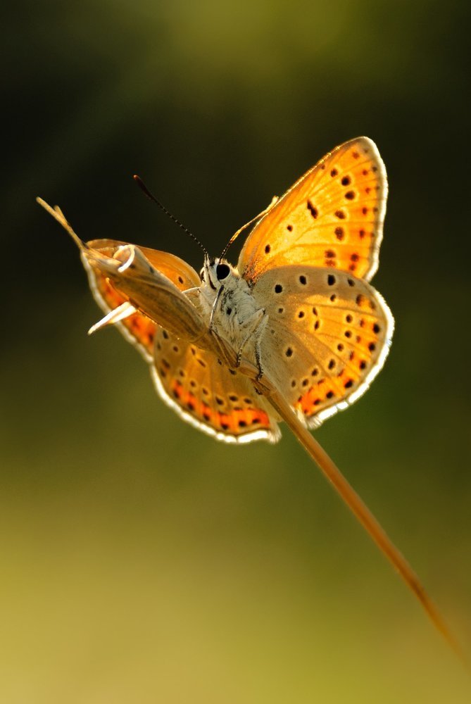 ...тот еще Мюнхаузен!