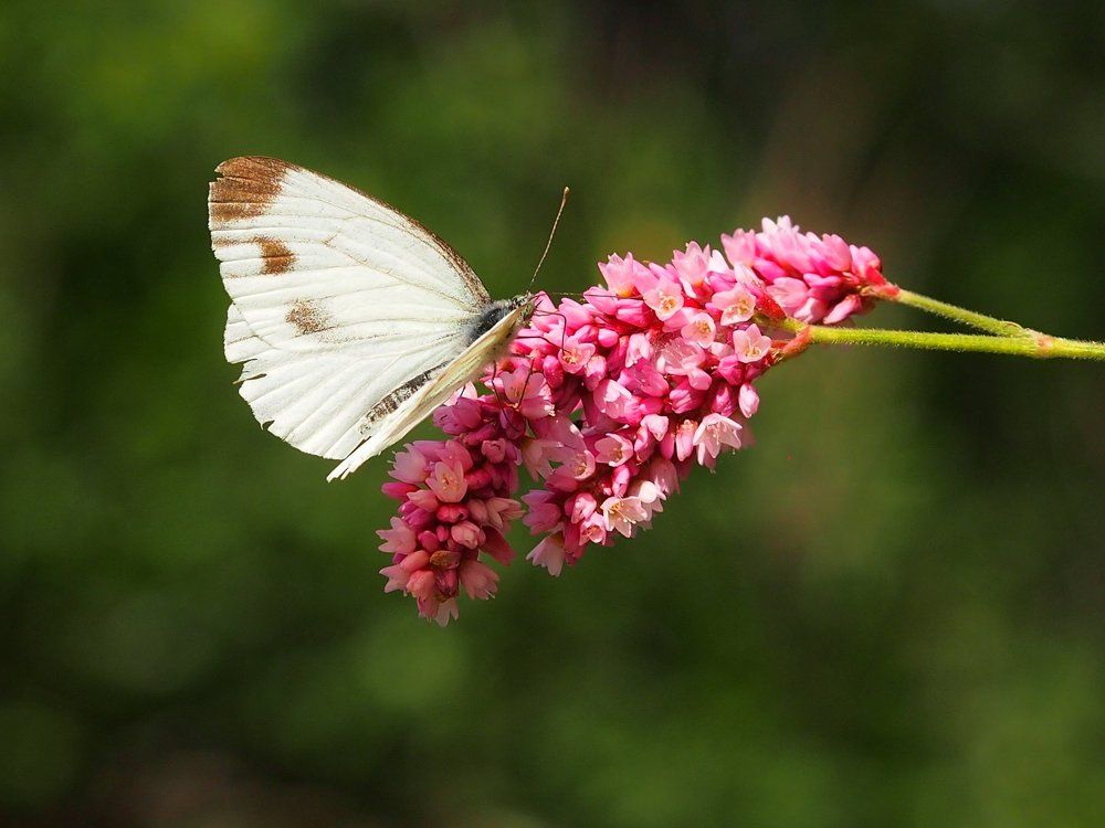 Горец восточный (Polyqonum orientale) и белянка