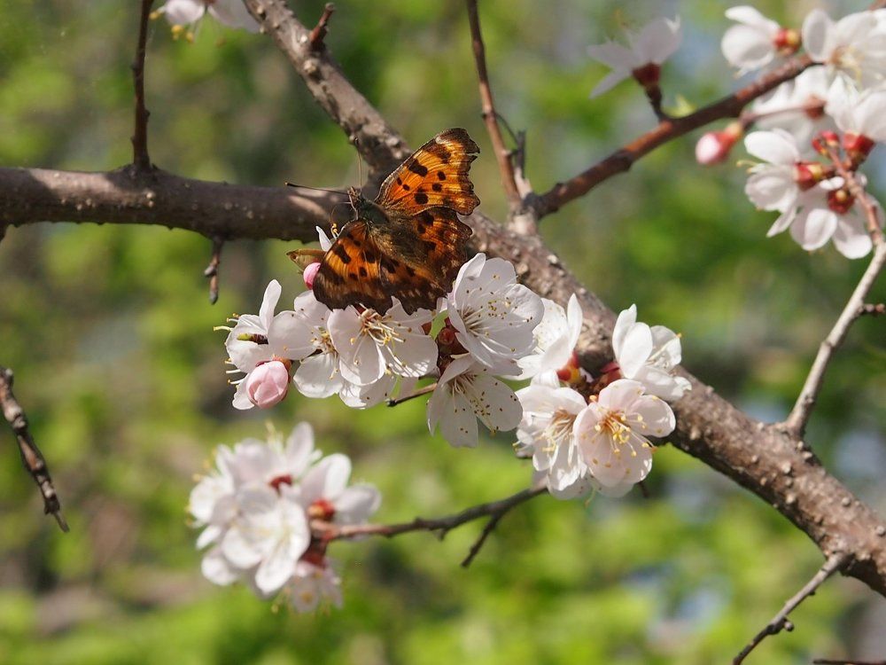 Первая бабочка на абрикосе