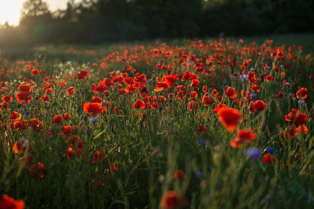 Photograph by Тарасова Ольга