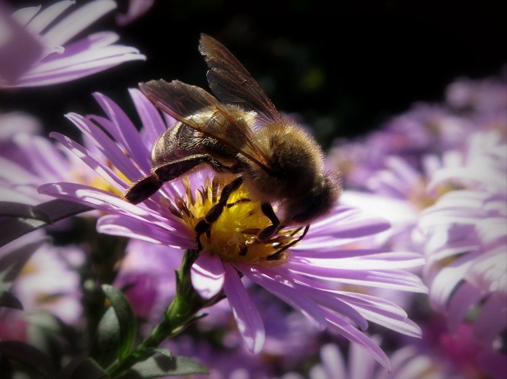 Осенняя пчела