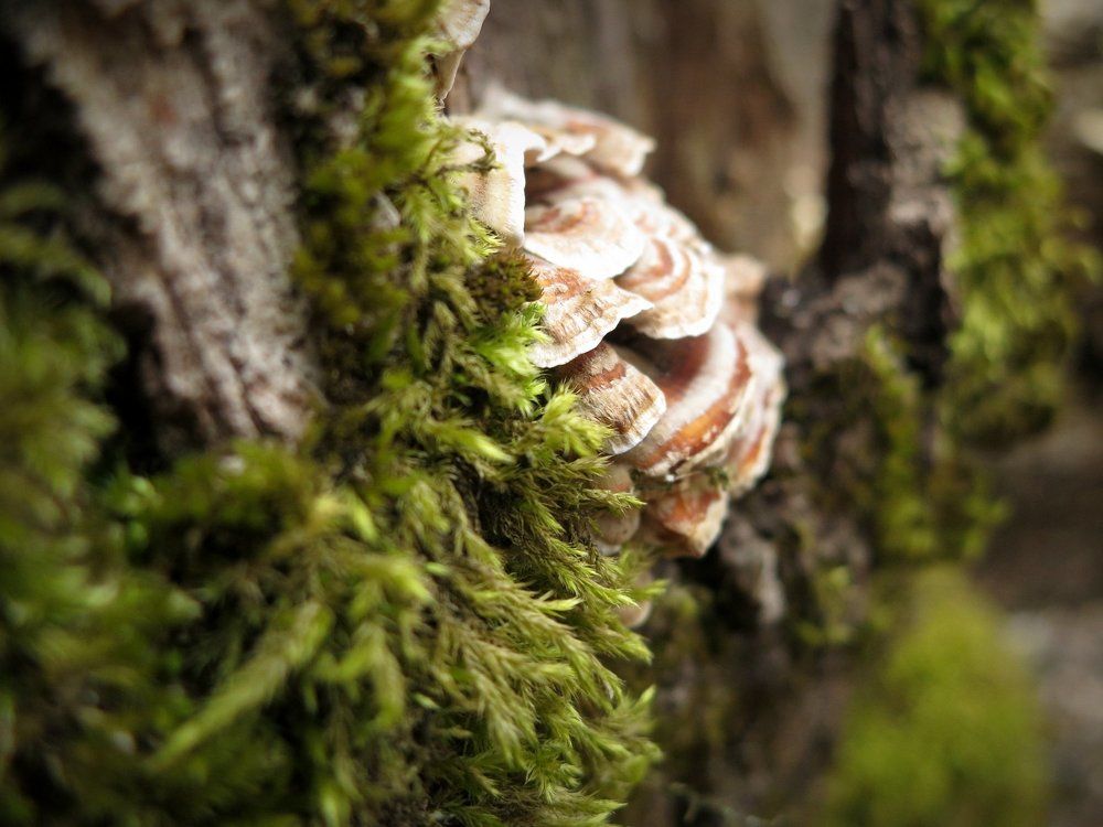 В гостях у Лешего