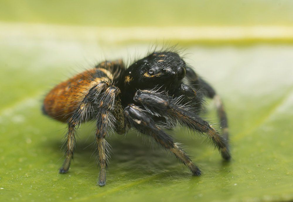 Carrhotus xanthogramma