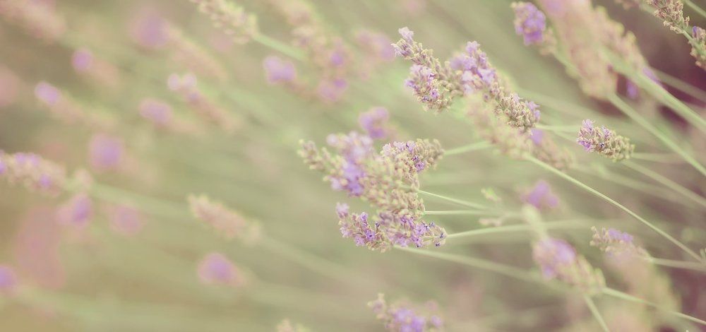 Лавандовый закат