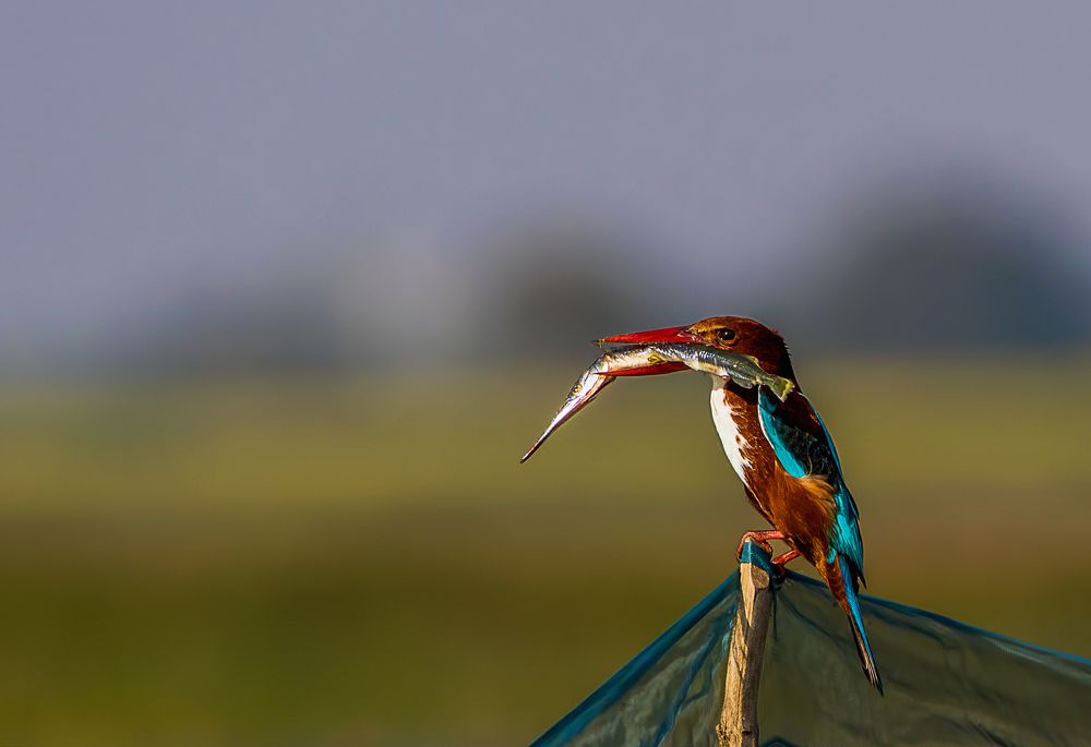 White-throated Kingfisher