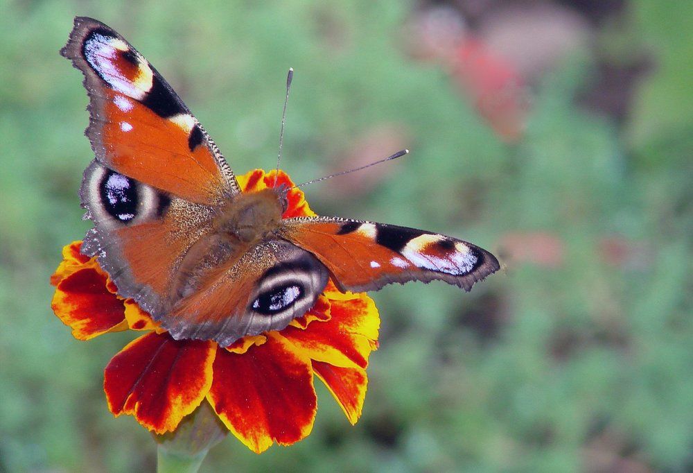 Photograph by настя