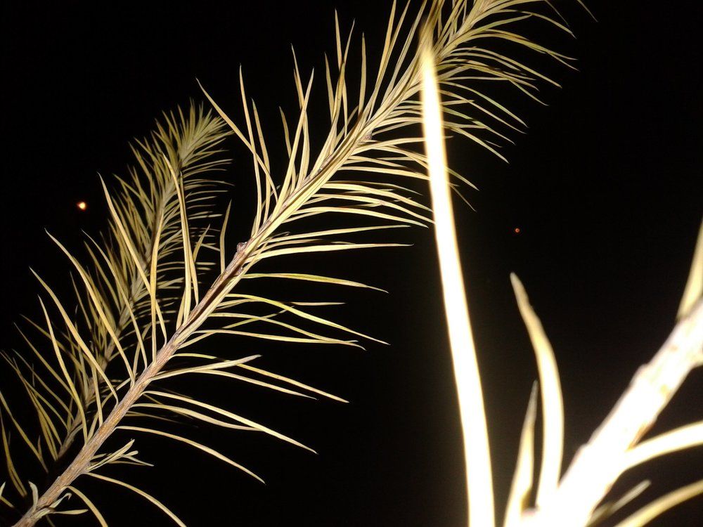 ночь, осень, лиственица