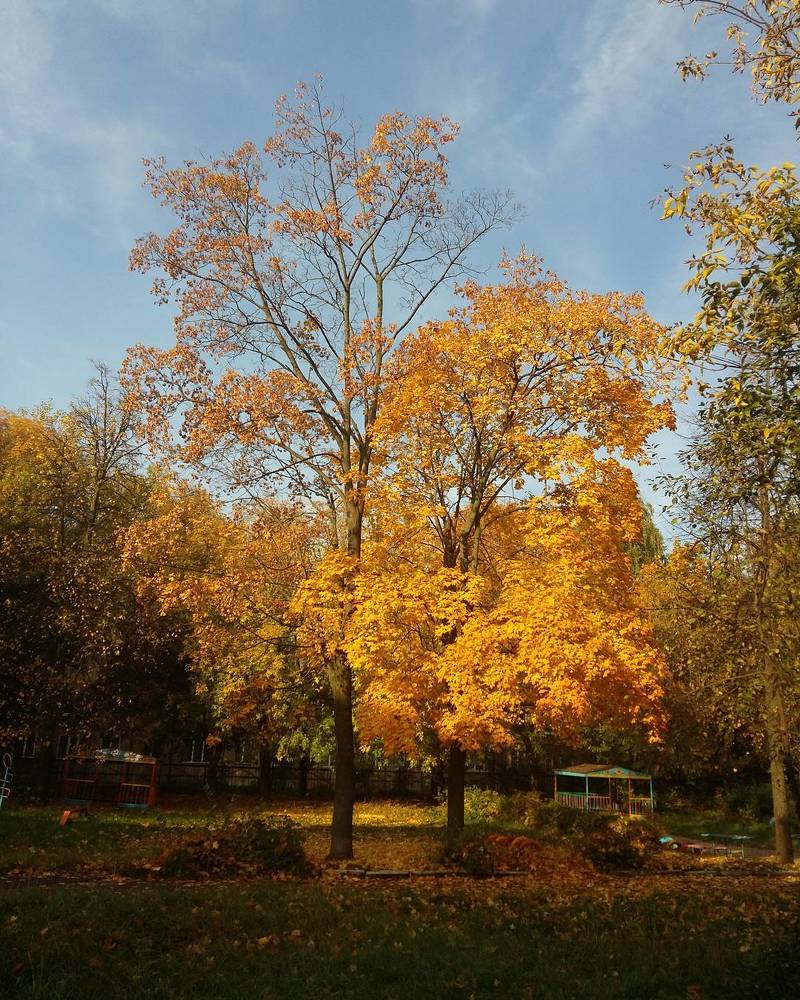 Осенний клен