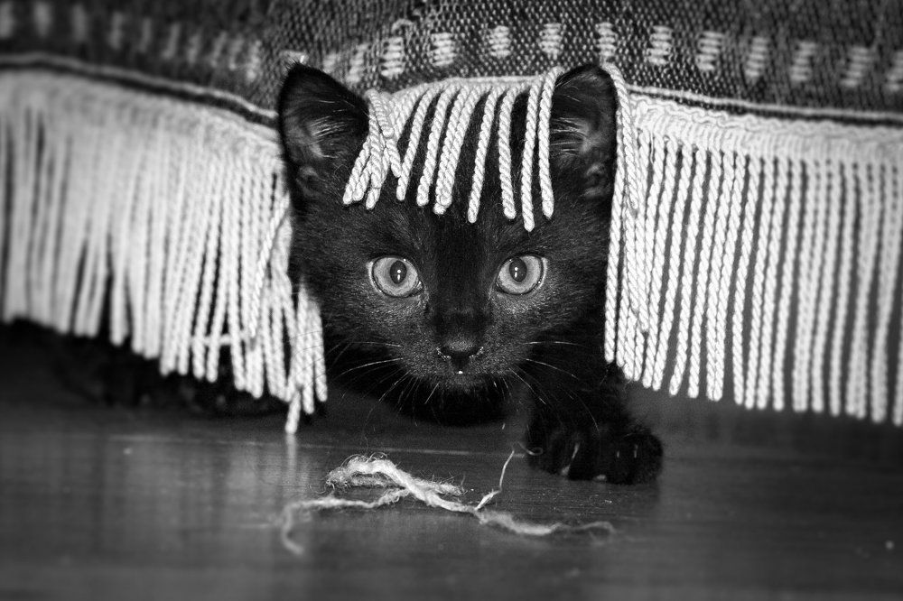 Маленькая разбойница | Juvenile buccaneer