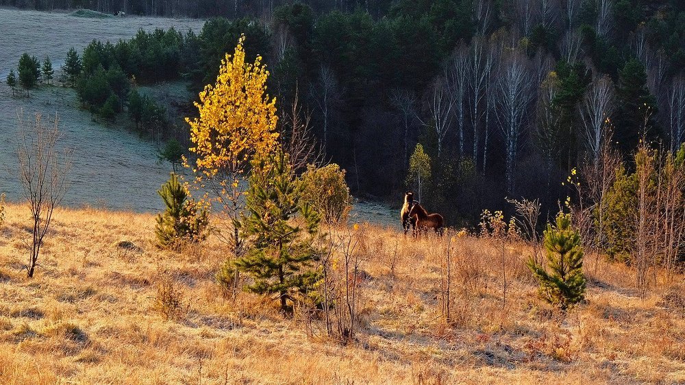 Осенним утром