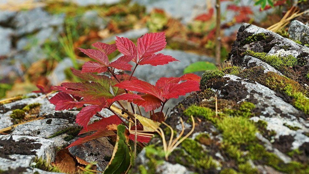 краски осени