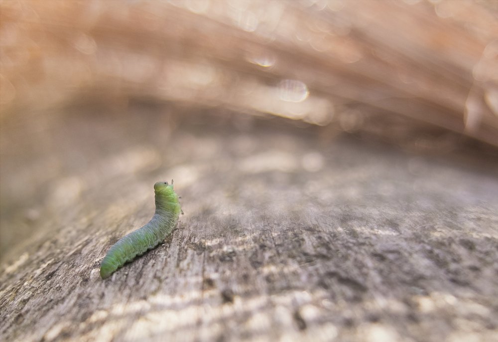 Благословенное утро