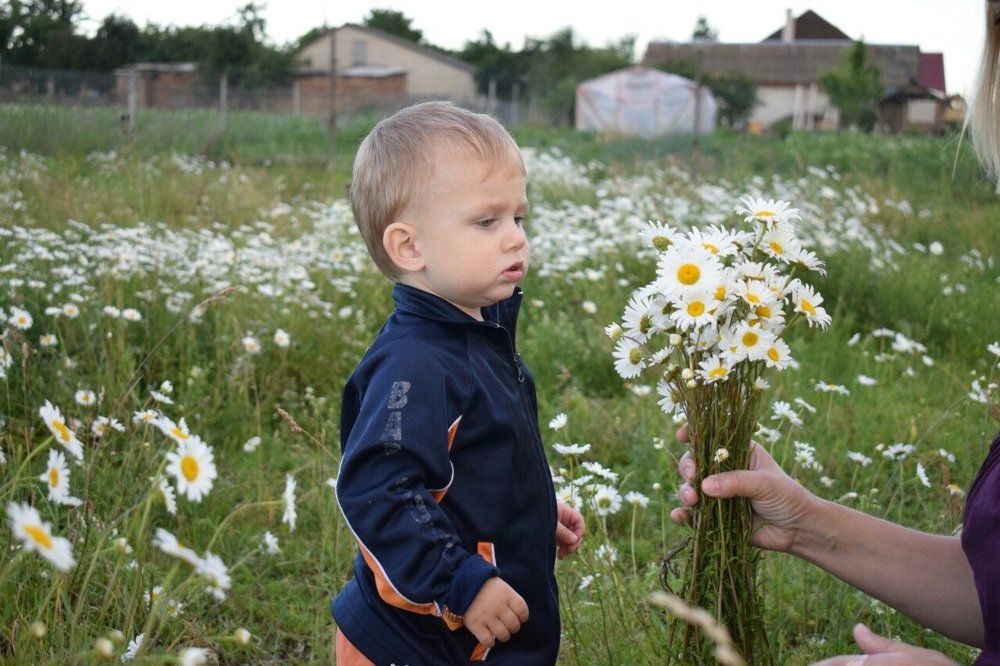 ромашки