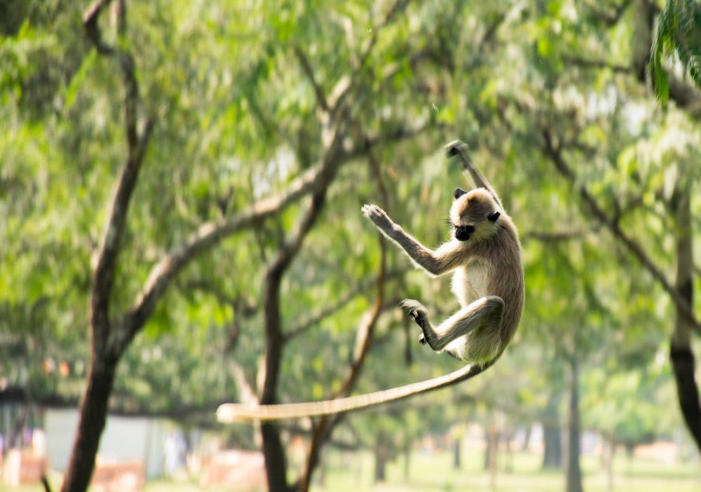 Catch me if you can !