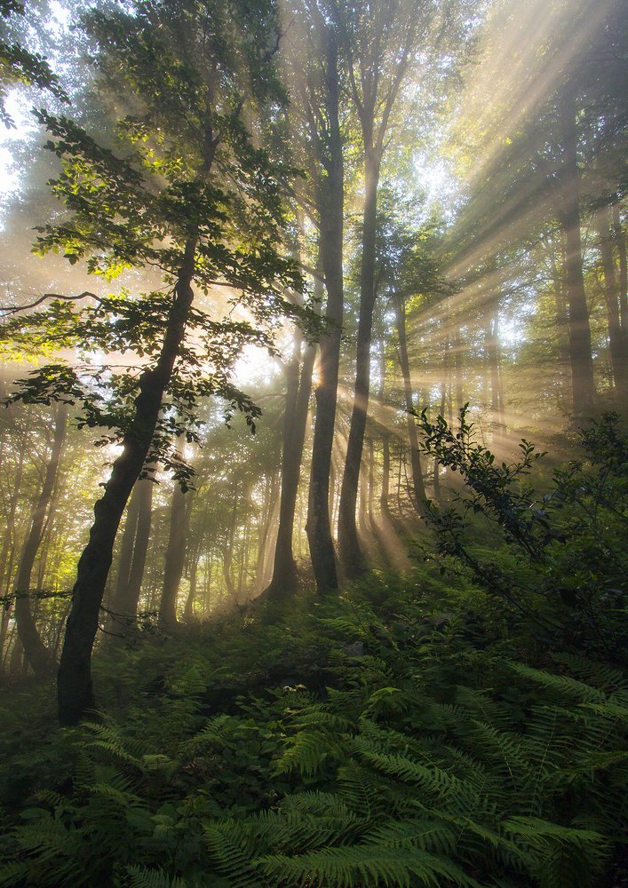 Туман в буковом лесу, Восточный Кодор, Абхазия