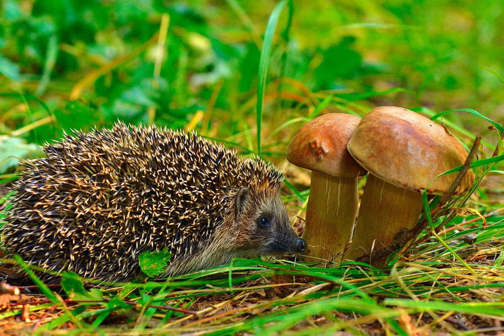 Ёжик в лесу