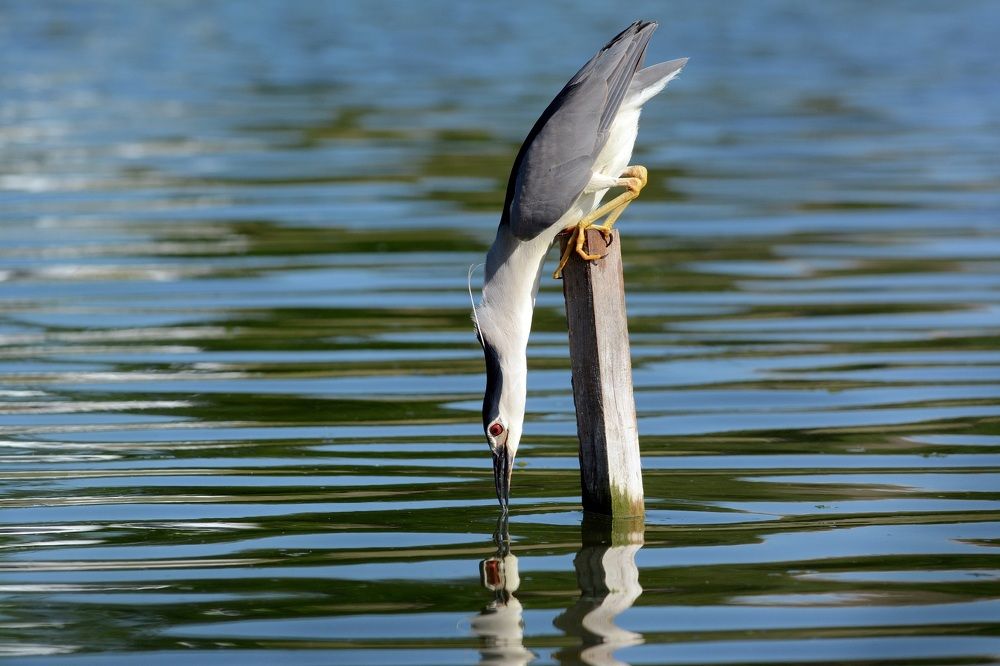 Жажда всё...