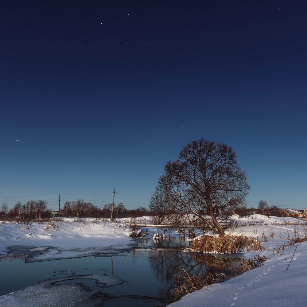 Спящее дерево