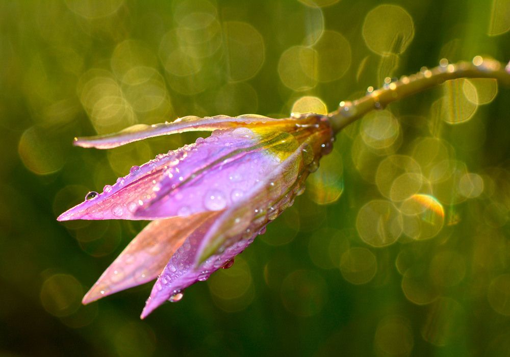 Подснежник