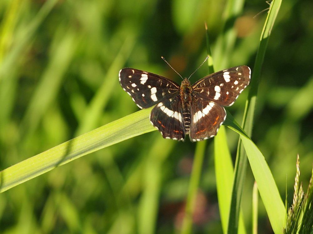 Araschnia levana  (Пестрокрыльница весенне-летняя)