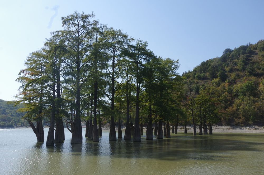 Болотный кипарис