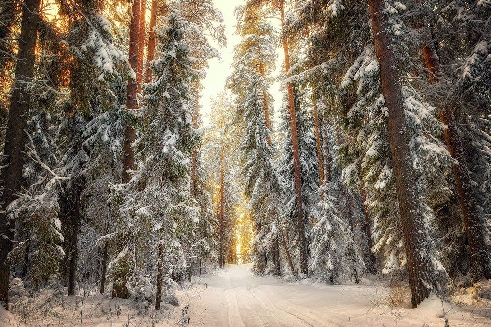 Навстречу солнцу