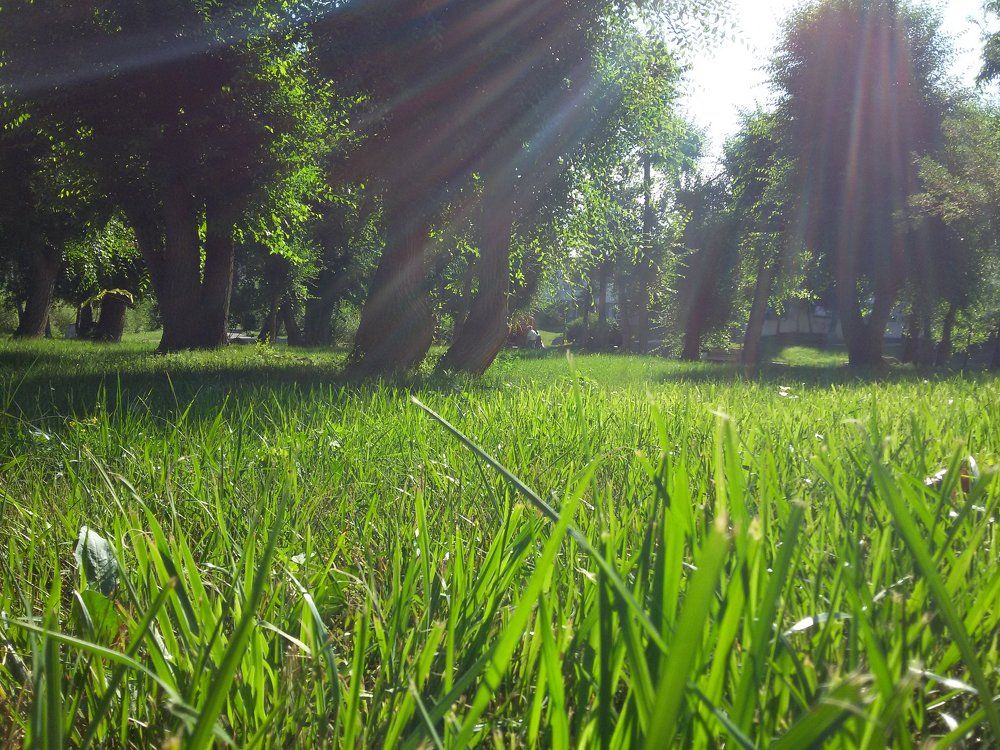 Grass
