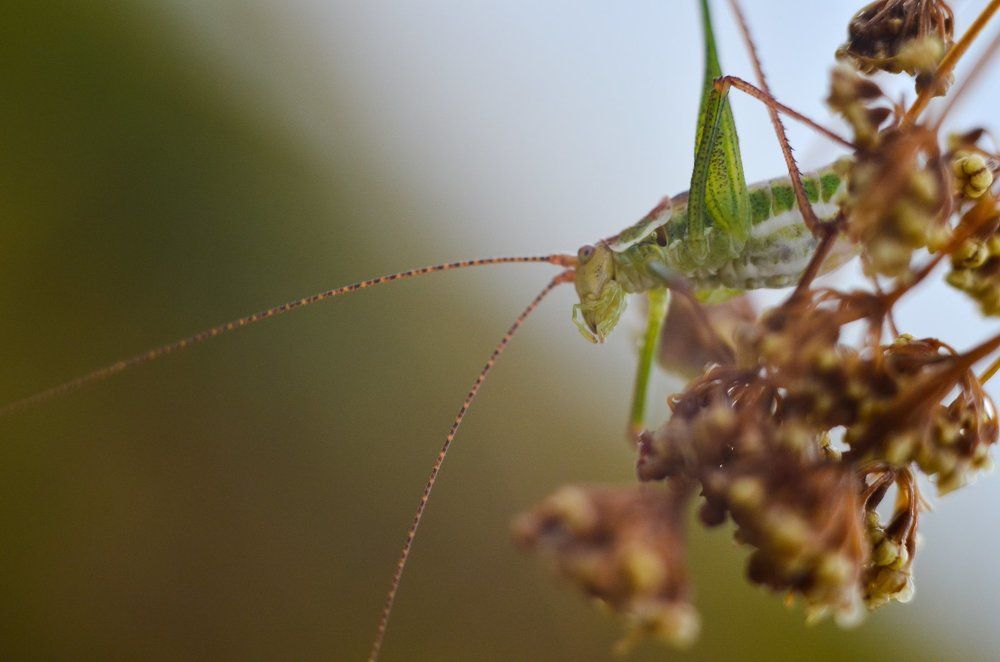 Любопытный усач