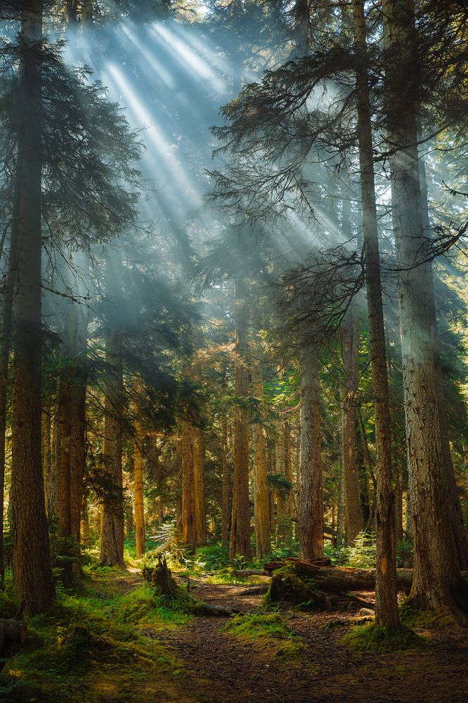 Утро в лесу