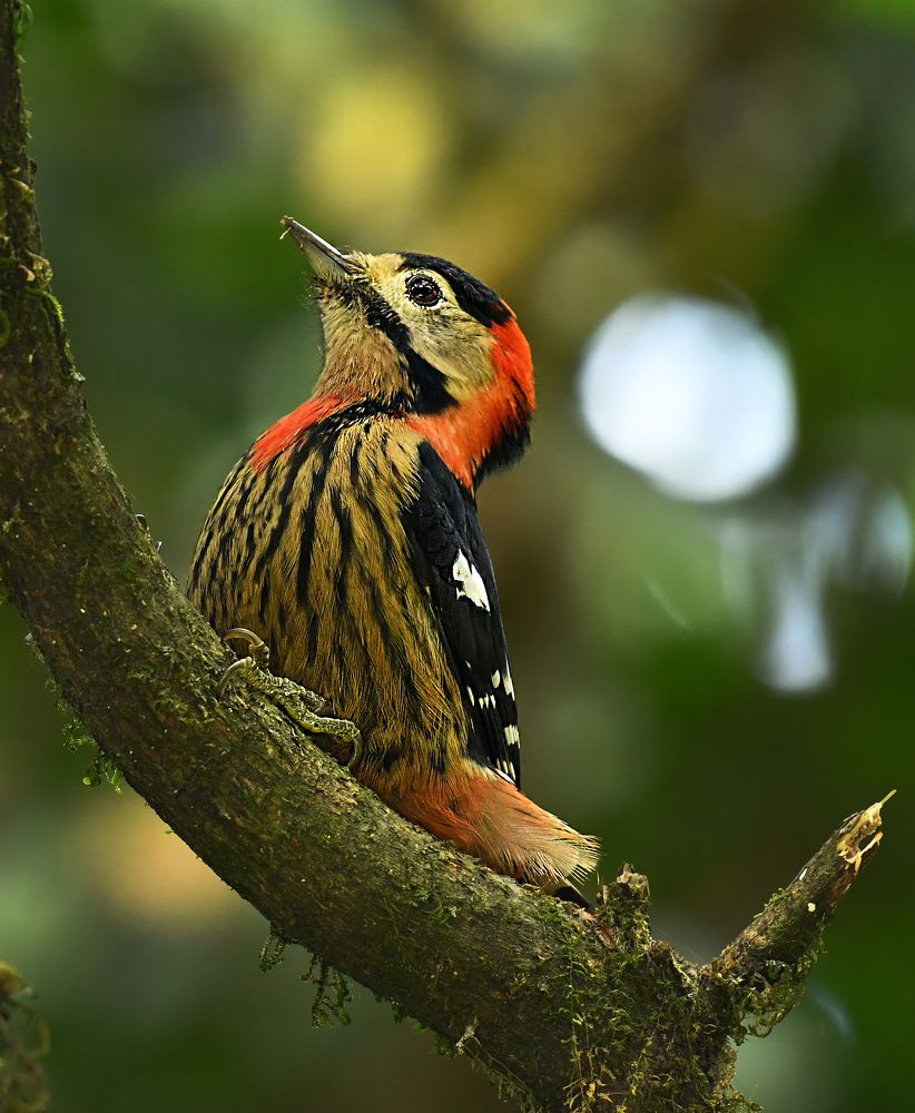 Crimson-breasted woodpecker