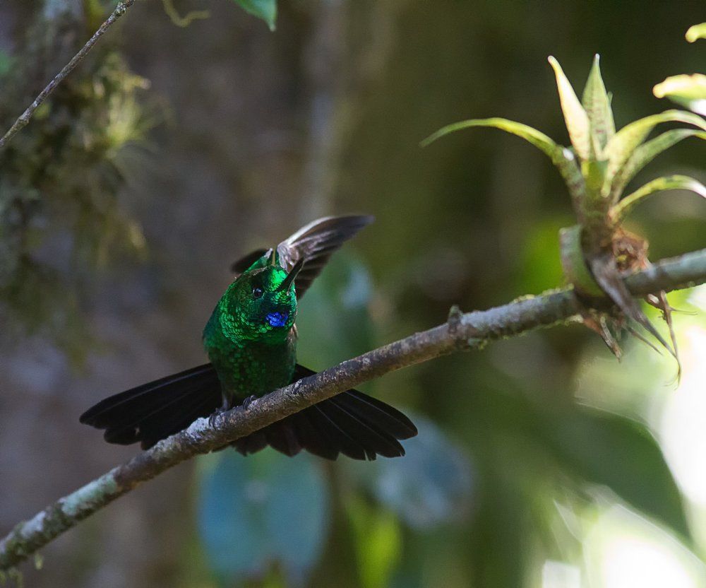 Очень дикий колибри.