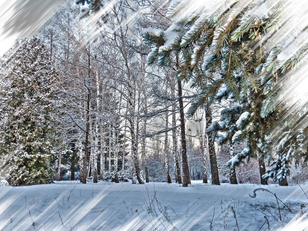 Рассвет в дендропарке