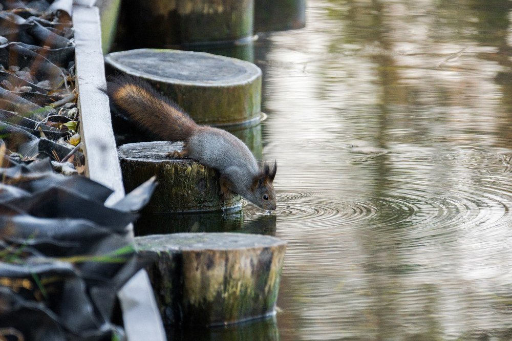 Белка пьёт воду