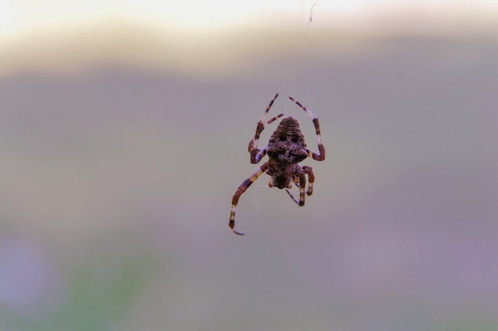 На нити паутины