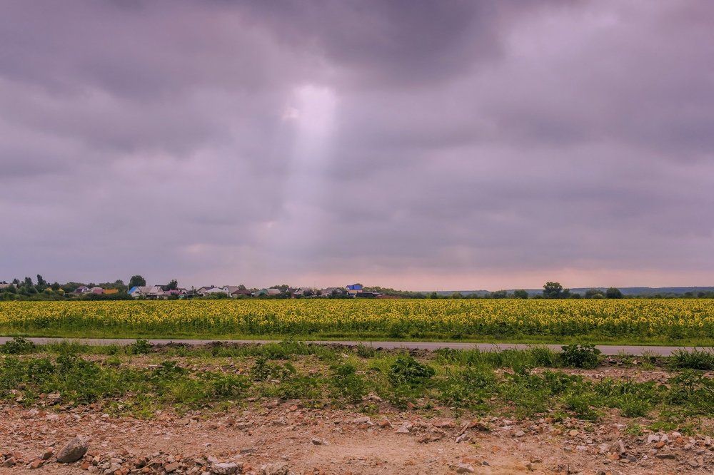 Поле с подсолнухами..