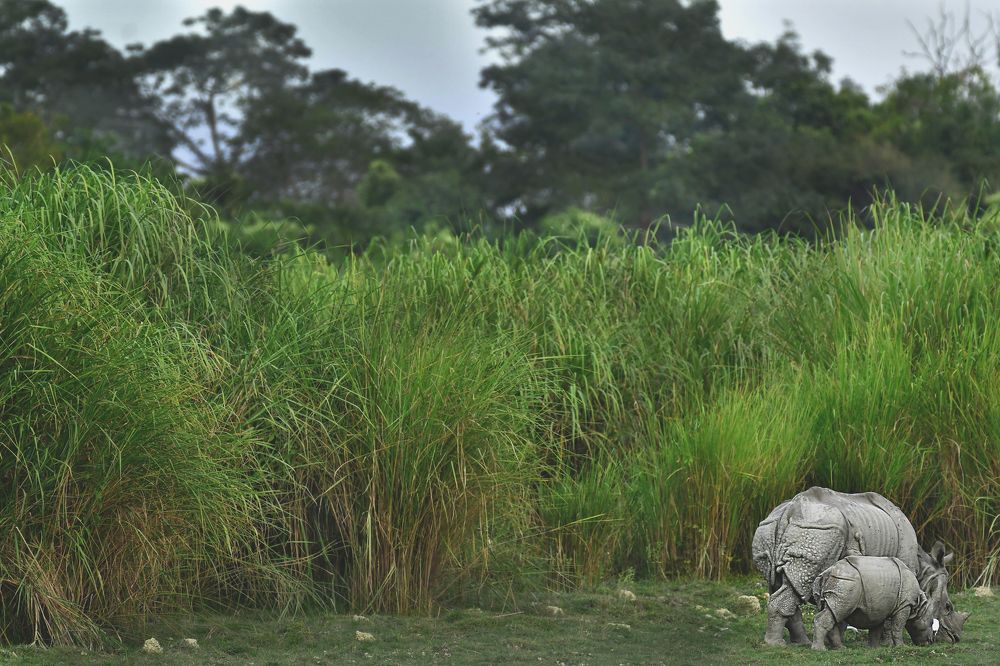 Greater One-horned Rhino with Baby