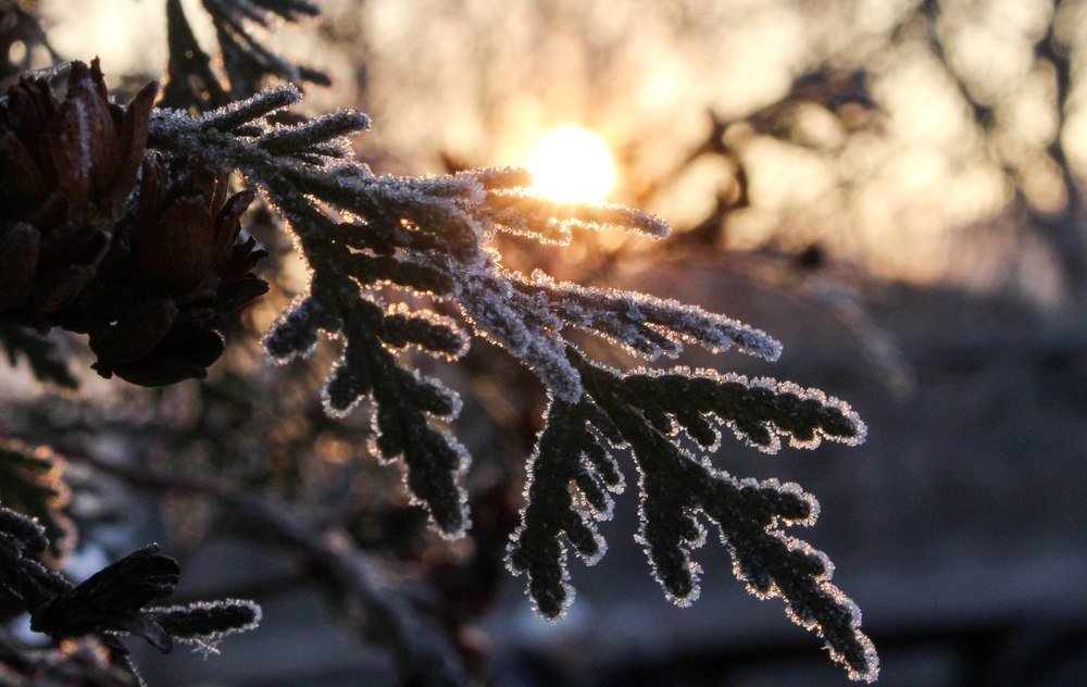 Мороз и солнце, день чудесный