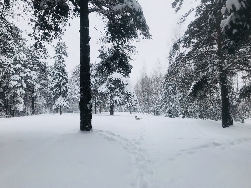 Photograph by Костина Мария