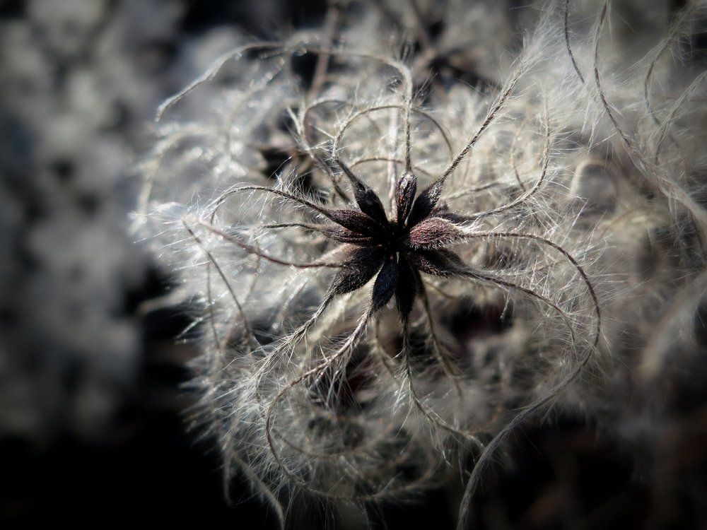 Пушистость