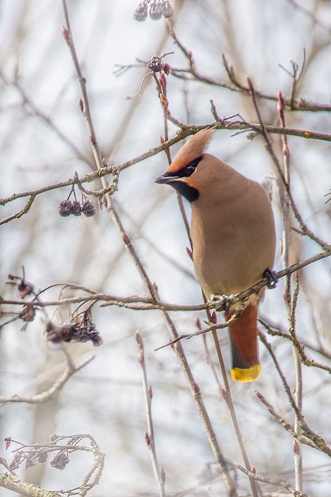 Свиристель