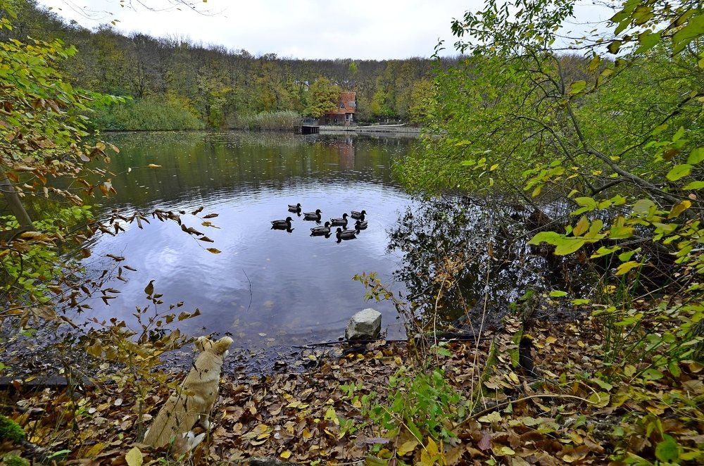 Лесное озеро.