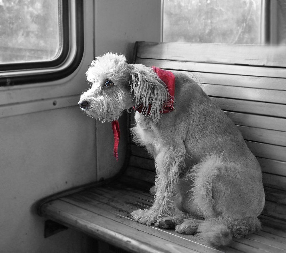 Может, я зайцем проеду?