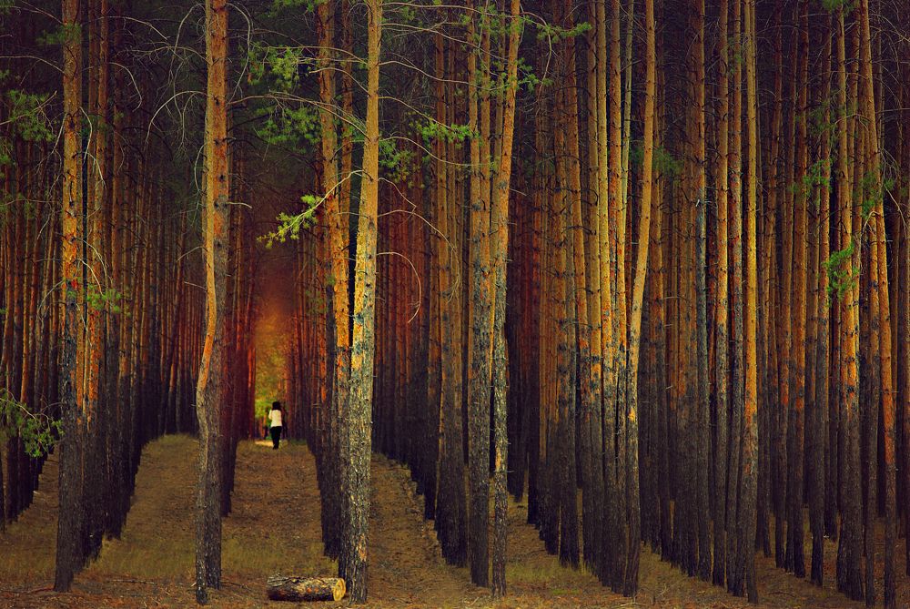 Один на один с лесом