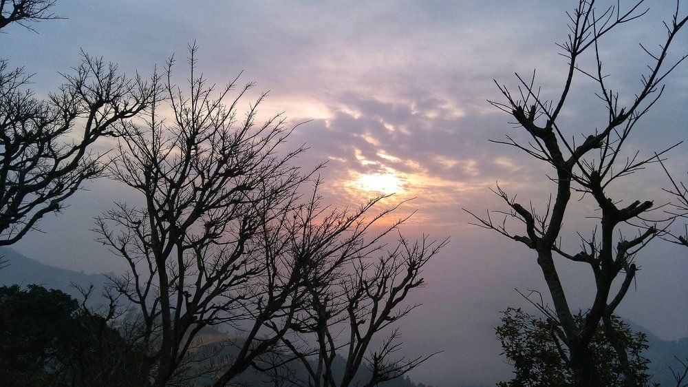 Holly sunrise